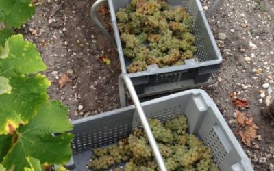 2014 Bordeaux Harvest Report Cru Classé Graves whites picked in radiant sunshine